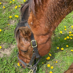 Meet your Posher, Morgan